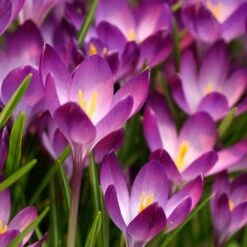 Tommasini's Ruby Giant Crocus -Plant Finder Shop crocus tommasinianus bulbs ruby giant 39150 1 web