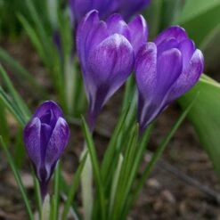 Tommasini's Ruby Giant Crocus -Plant Finder Shop crocus tommasinianus bulbs ruby giant 39150 3 web