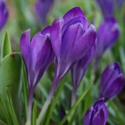 Tommasini's Ruby Giant Crocus -Plant Finder Shop crocus tommasinianus bulbs ruby giant 39150 4 web