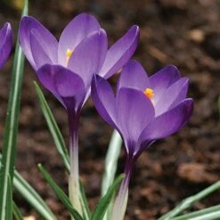 Tommasini's Ruby Giant Crocus -Plant Finder Shop crocus tommasinianus bulbs ruby giant 39150 5 web