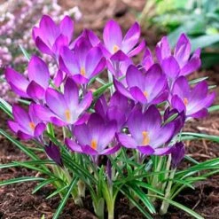 Tommasini's Ruby Giant Crocus -Plant Finder Shop crocusrubygiant1 1