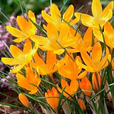 Yellow Mammoth Dutch Crocus 4 Yellow Mammoth Dutch Crocus - Image 2