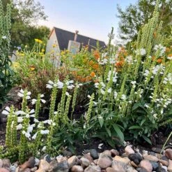 Plant Finder Shop -Plant Finder Shop crystal peak white pr