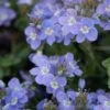 Crystal River® Veronica -Plant Finder Shop crystal river veronica
