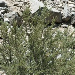 Curl Leaf Mountain Mahogany (Cercocarpus) -Plant Finder Shop curl leaf mountain mahogany 3