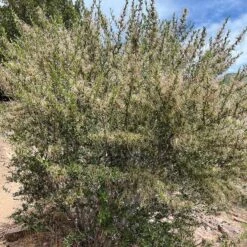 Curl Leaf Mountain Mahogany (Cercocarpus) -Plant Finder Shop curl leaf mountain mahogany 4