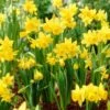 Jumbo Waterwise Garden Bulb Collection