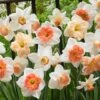 60 Days Of Daffodils Mix -Plant Finder Shop daffodil mix web