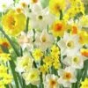 Fragrant Daffodil Mix -Plant Finder Shop daffodilfragrantmix