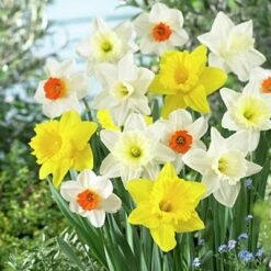 Large Cupped Daffodil Mix -Plant Finder Shop daffodillargecuppedmix5