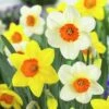 Large Cupped Daffodil Mix -Plant Finder Shop daffodillargecuppedmix6