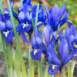Rock Garden Bulb Collection -Plant Finder Shop dark blue specie iris mini