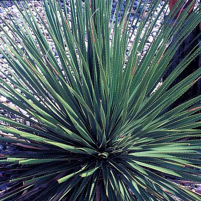 Common Sotol (Dasylirion) 4 Common Sotol (Dasylirion) - Image 2