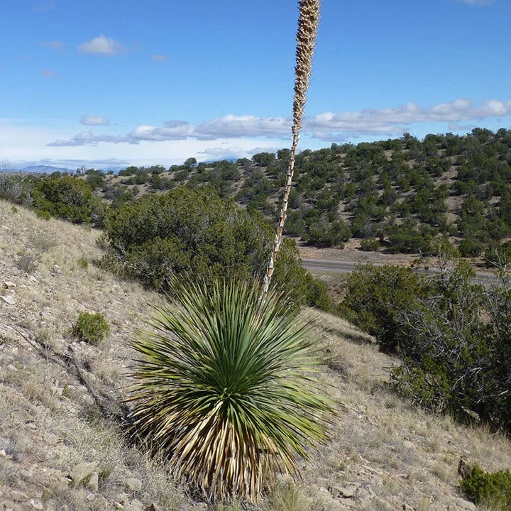 Common Sotol (Dasylirion) 3 Common Sotol (Dasylirion)