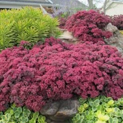 SunSparkler® Sedum Collection 9 SunSparkler® Sedum Collection -Plant Finder Shop dazzleberry sq