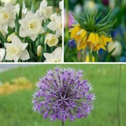 Deer & Rodent Resistant Bulb Collection 9 Deer & Rodent Resistant Bulb Collection -Plant Finder Shop deer and rodent resistant collection 3 3 23 10px