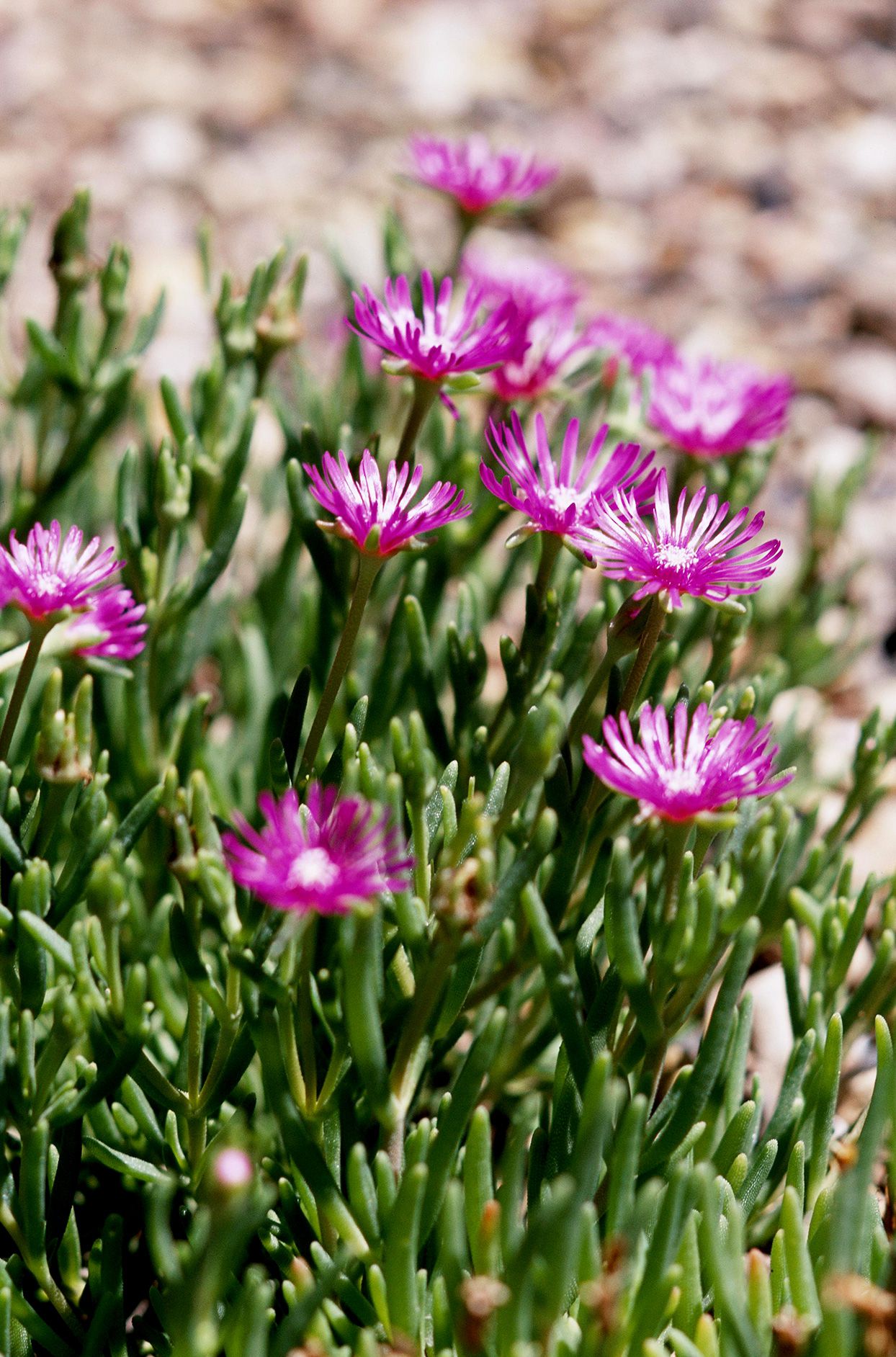 Plant Finder Shop -Plant Finder Shop delosperma ac938096 976185918b5743aa9a0c30b820b6be9b