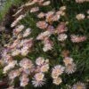 Succulent Groundcover Collection -Plant Finder Shop delosperma alans apricot ice plant 3