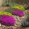 Blut Ice Plant -Plant Finder Shop delosperma blut delosperma nubigenum
