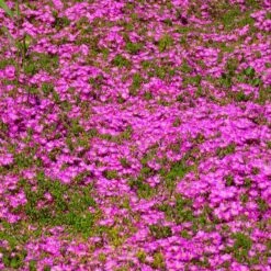 TABLE MOUNTAIN® Ice Plant -Plant Finder Shop delosperma cooperi 3