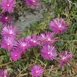 TABLE MOUNTAIN® Ice Plant -Plant Finder Shop delosperma cooperi 4
