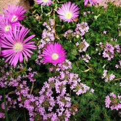 Pink Creeping Thyme -Plant Finder Shop delosperma cooperi and pink creeping thyme color corrected