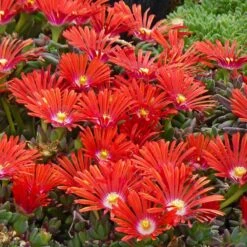 Drought Resistant Groundcover Collection -Plant Finder Shop delosperma dyeri red mountain flame rock garden