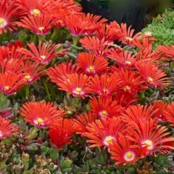 FireSmart Collection - Zone 1 -Plant Finder Shop delosperma dyeri red mountain flame 3