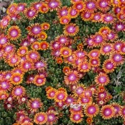 Plant Select® Waterwise Perennial Collection -Plant Finder Shop delosperma fire spinner cropped 2