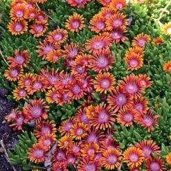 Fire Spinner® Ice Plant 11 Fire Spinner® Ice Plant -Plant Finder Shop delosperma firespinner groundcover