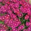 Granita® Raspberry Ice Plant -Plant Finder Shop delosperma granita raspberry