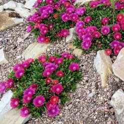 Granita® Raspberry Ice Plant -Plant Finder Shop delosperma granita raspberry group of plants rock garden
