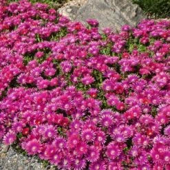 Granita® Raspberry Ice Plant -Plant Finder Shop delosperma granita raspberry iceplant