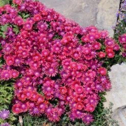 Granita® Raspberry Ice Plant -Plant Finder Shop delosperma granita raspberry john stireman