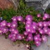 TABLE MOUNTAIN® Ice Plant -Plant Finder Shop delosperma john proffitt