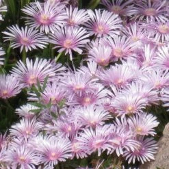 Lavender Ice Ice Plant 7 Lavender Ice Ice Plant -Plant Finder Shop delosperma lavender mist closeup cropped