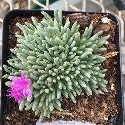 Tufted Ice Plant 10 Tufted Ice Plant -Plant Finder Shop delosperma sphalmanthoides pot
