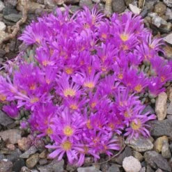 Tufted Ice Plant 11 Tufted Ice Plant -Plant Finder Shop delosperma sphalmanthoides rock garden