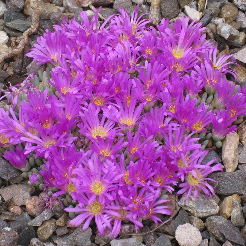 Tufted Ice Plant 7 Tufted Ice Plant - Image 5