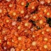 Granita® Orange Ice Plant -Plant Finder Shop delosperma granita orange