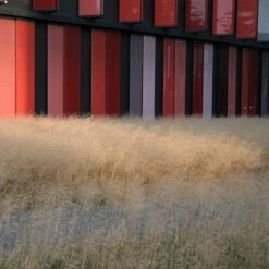 Gold Dew Tufted Hair Grass -Plant Finder Shop deschampsia cespitosa goldtau hoffman cropped 1 2