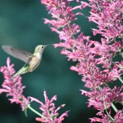 Autumn Magic Pollinator Collection -Plant Finder Shop desert solstice hummingbird cropped