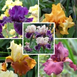 Desert Sky Bearded Iris Collection -Plant Finder Shop desert sky bearded iris collection fy26
