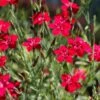 Flashing Lights Dianthus 2 Flashing Lights Dianthus -Plant Finder Shop dianthus deltoides flashing light 1
