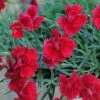 Star Single™ Fire Star Dianthus
