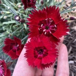 Star Single™ Fire Star Dianthus -Plant Finder Shop dianthus fire star credit planthaven 3