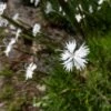 Fragrant Snowflake Dianthus 1 Fragrant Snowflake Dianthus -Plant Finder Shop dianthus petraeus noeanus fragrant snowflake 1