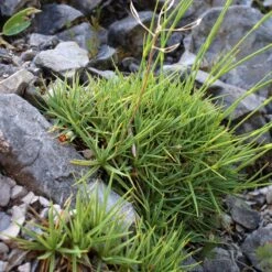 Plant Finder Shop -Plant Finder Shop dianthus petraeus noeanus fragrant snowflake 2