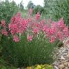Coral Canyon® Twinspur (Diascia) 2 Coral Canyon® Twinspur (Diascia) -Plant Finder Shop diascia integerrima pat.hayward