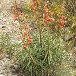 Sunset® Foxglove -Plant Finder Shop digitalis obscura 3